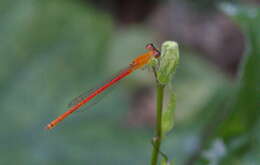 Imagem de Agriocnemis minima Selys 1877