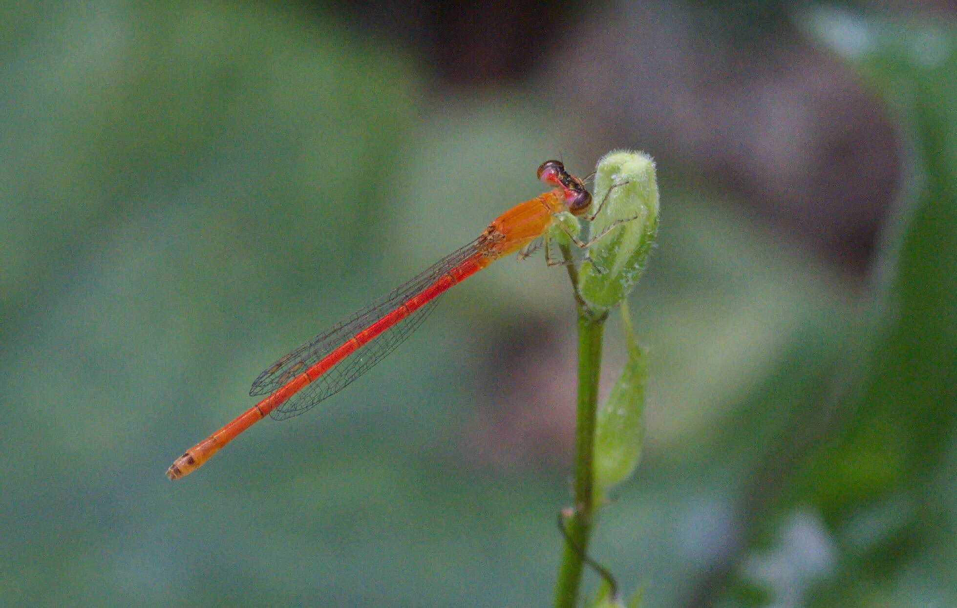 Imagem de Agriocnemis minima Selys 1877