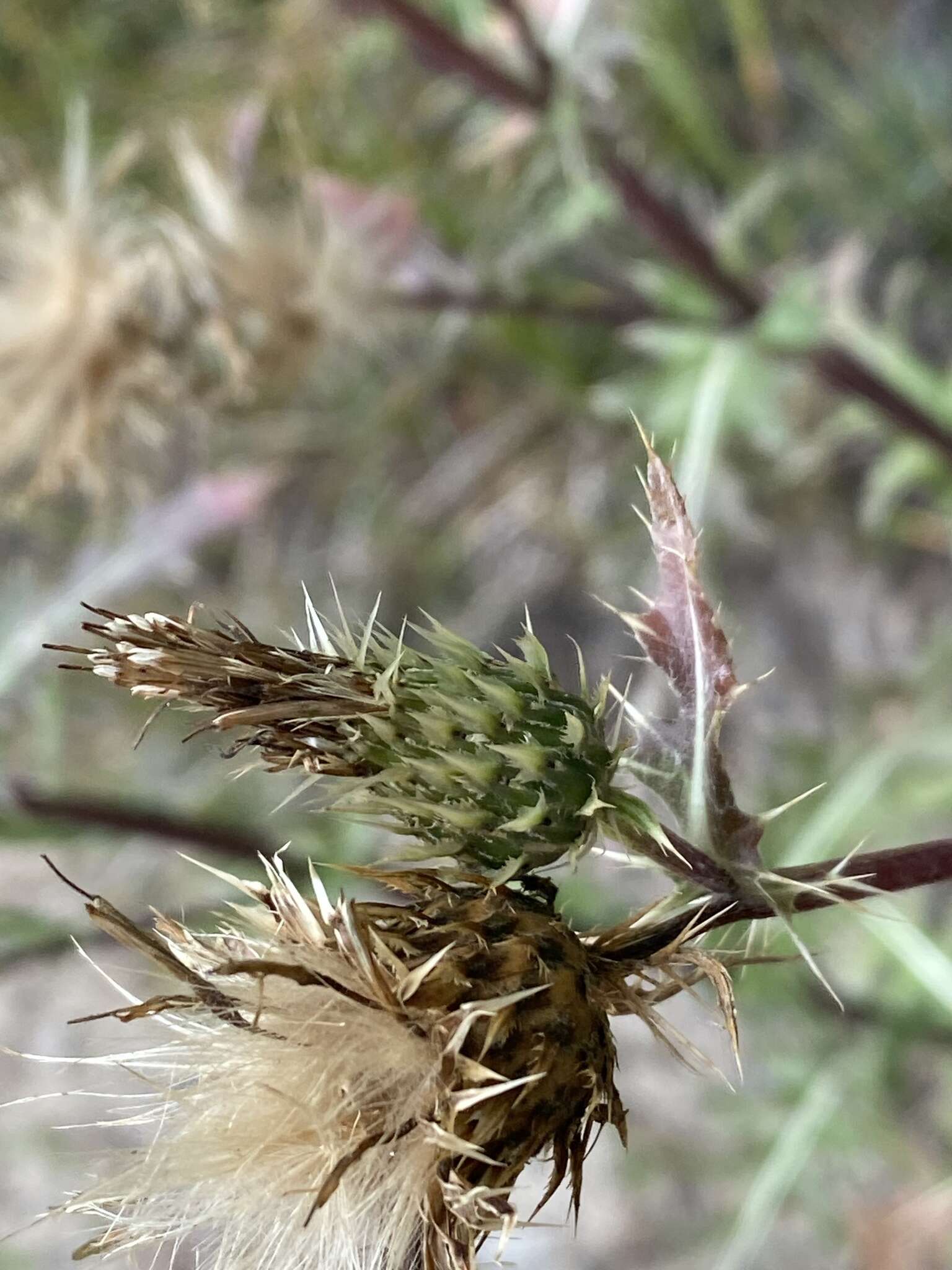 Plancia ëd Cirsium clavatum var. americanum (A. Gray) D. J. Keil