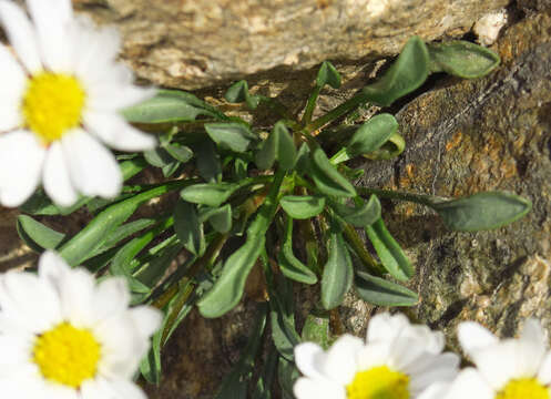 Image de Erigeron evermannii Rydb.