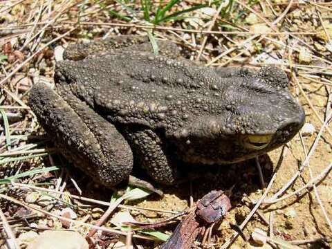 Image of Giant Asian Toad