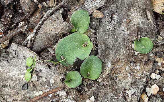 Image of Small Gnat-orchid