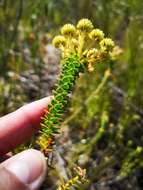 Image of Berzelia cordifolia Schltdl.