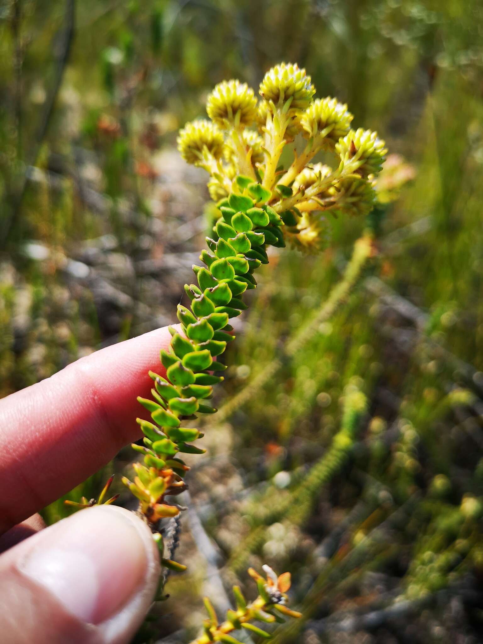 Image of Berzelia cordifolia Schltdl.