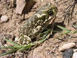 Image of European green toad