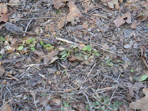 Image of Texas Leaf Cutting Ant