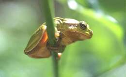 Image of Common tree frog