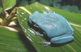 Image of Mediterranean Tree Frog