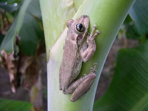 Osteopilus dominicensis (Tschudi 1838)的圖片