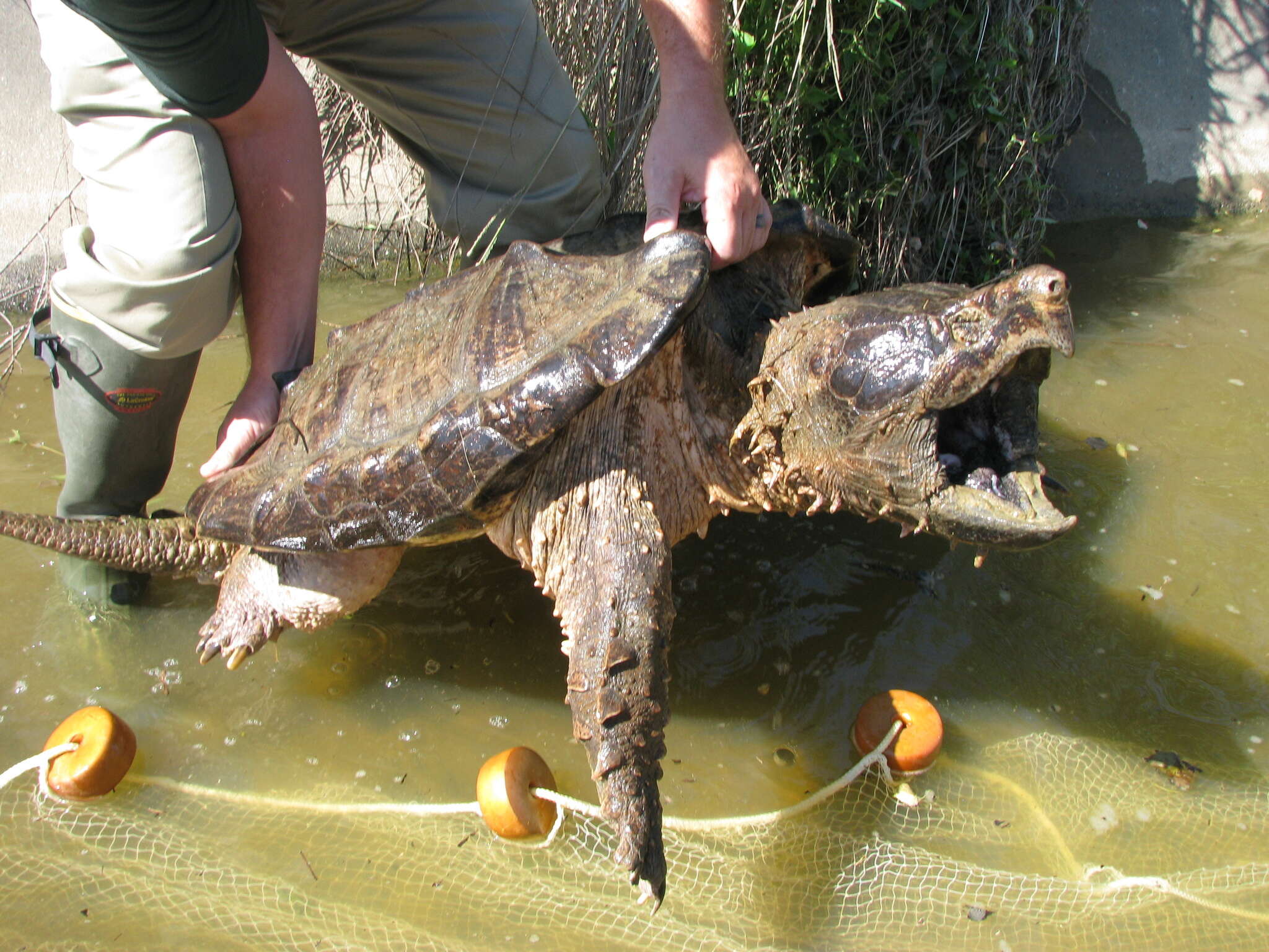 Imagem de Macrochelys