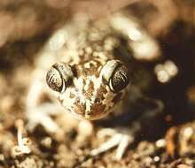 Image of Iberian Spadefoot Toad