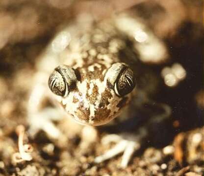 Image of Iberian Spadefoot Toad