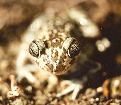 Image of Iberian Spadefoot Toad