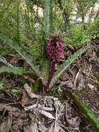 Image of Eucomis vandermerwei I. Verd.