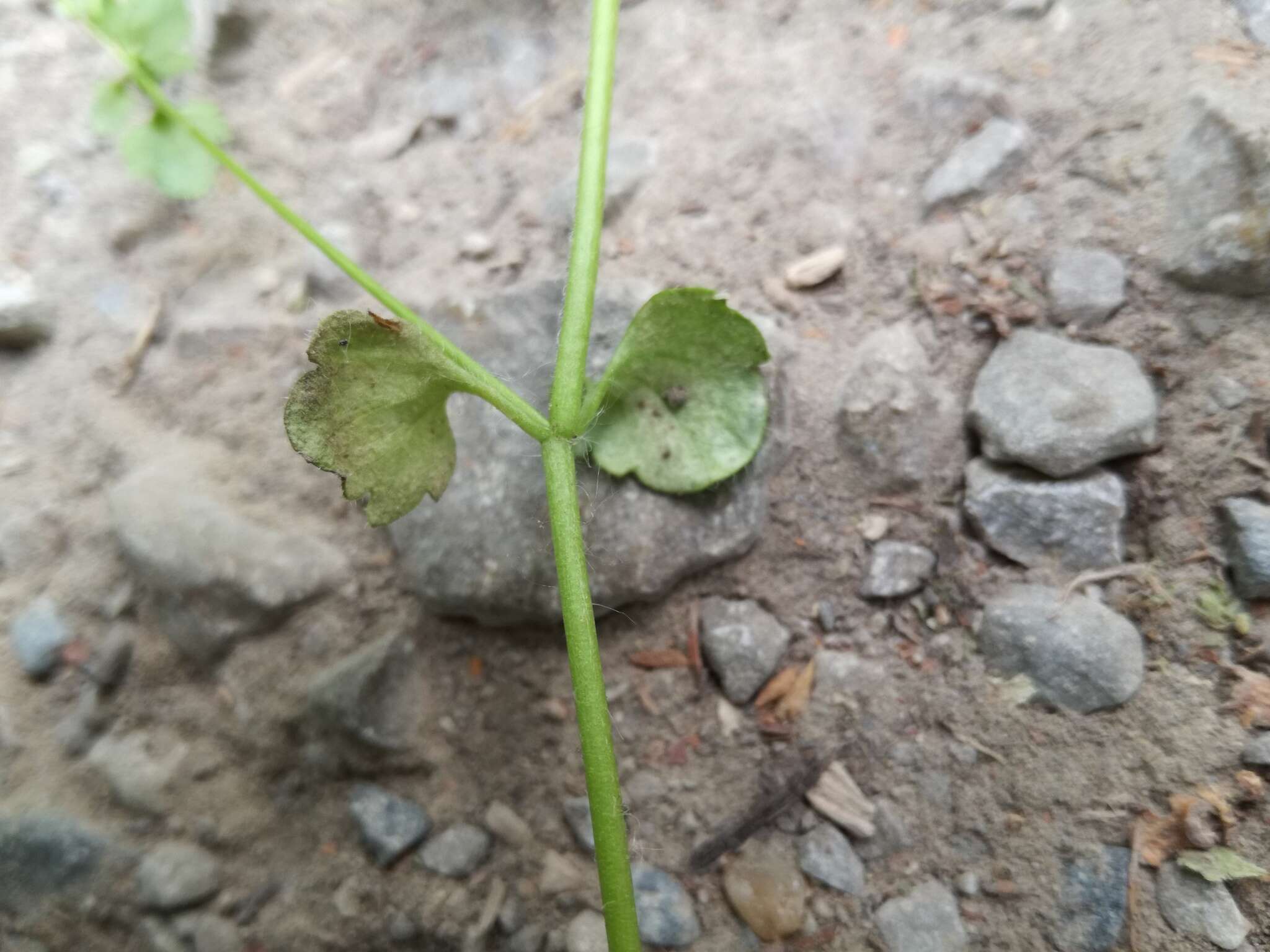 Image of Peronospora arvensis