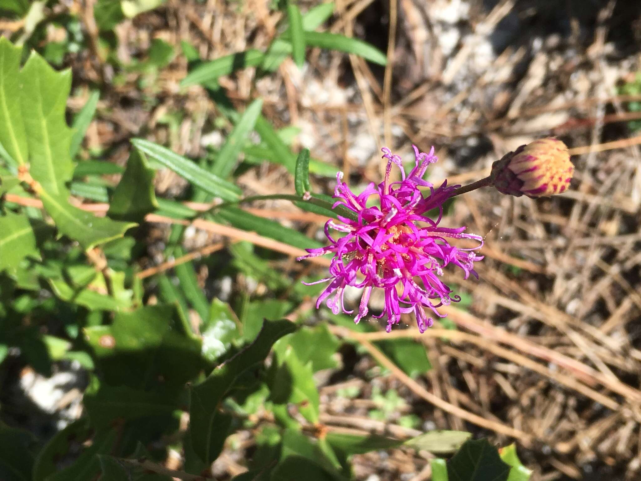 صورة Vernonia blodgettii Small