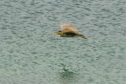 Image of black-crowned night-heron