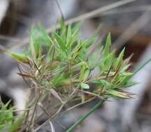 Image of tapered rosette grass