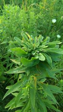 Image of Goldenrod Bunch Gall