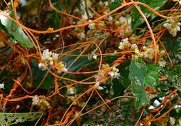 Image of dodder