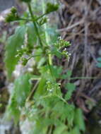 صورة Valeriana sorbifolia Kunth