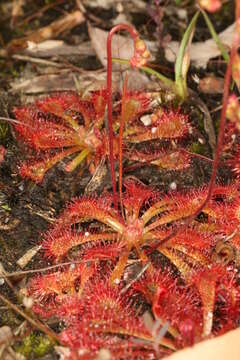 Image of spoonleaf sundew