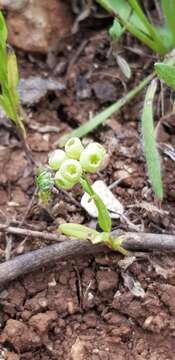 Image of Valerianella vesicaria (L.) Moench