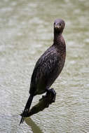 Image of Pygmy Cormorant