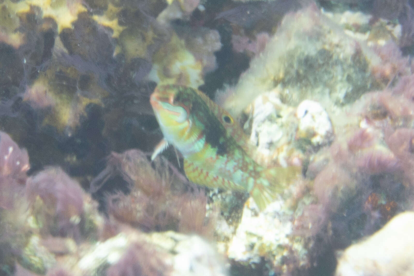 Image of Pink-belly wrasse