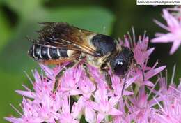 Sivun Megachile dinura Cockerell 1911 kuva