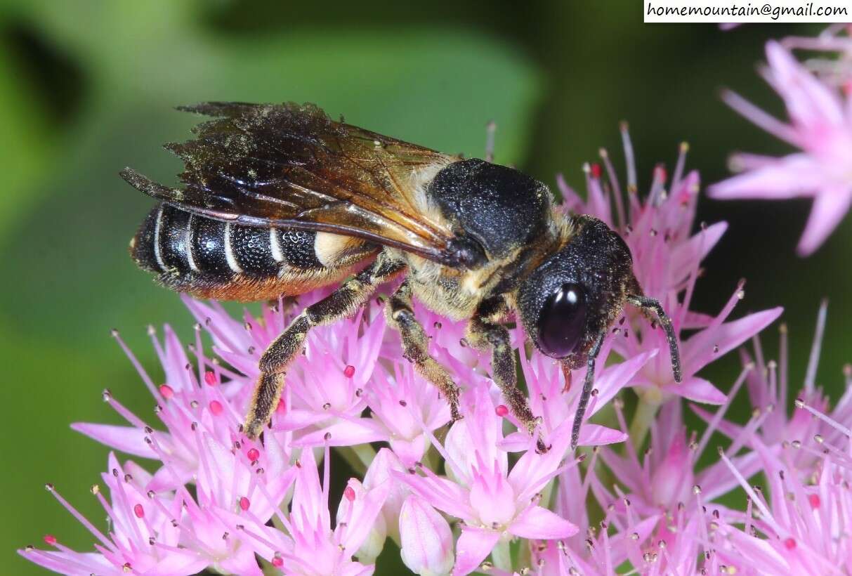 Sivun Megachile dinura Cockerell 1911 kuva