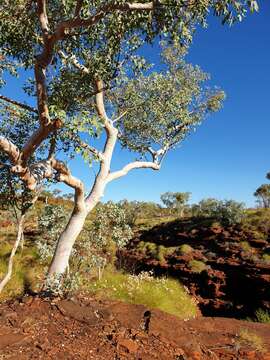 Imagem de Eucalyptus leucophloia subsp. leucophloia