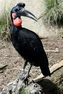 Image of hornbills and relatives