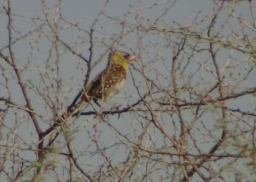 Image of Yellow-breasted Barbet