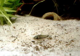 Image of Pygmy catfish