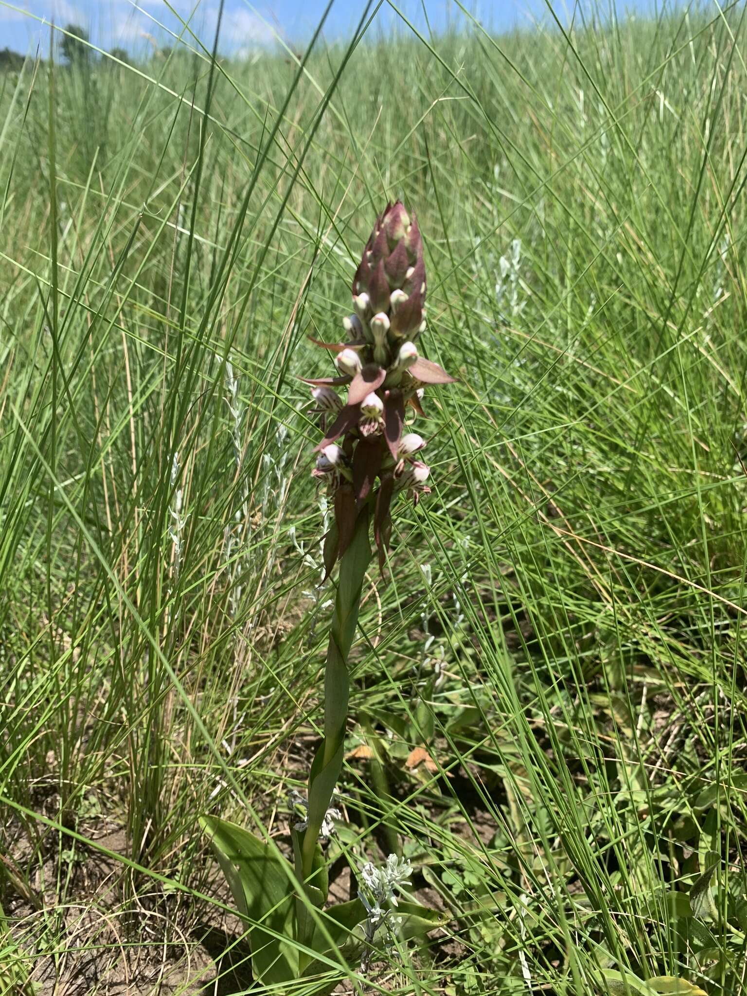 Image of Satyrium cristatum var. cristatum