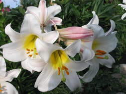 Image of regal lily