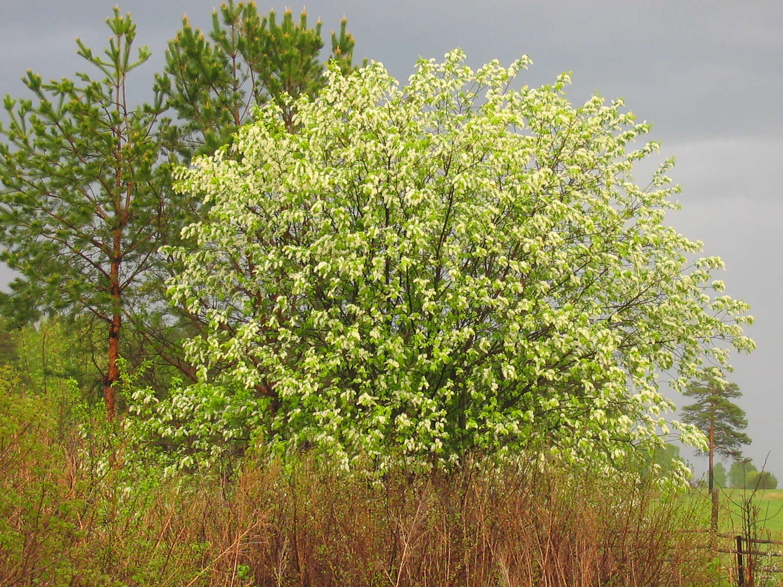 Image of Bird Cherry