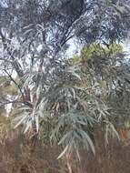 Image of Eucalyptus tenuiramis Miq.