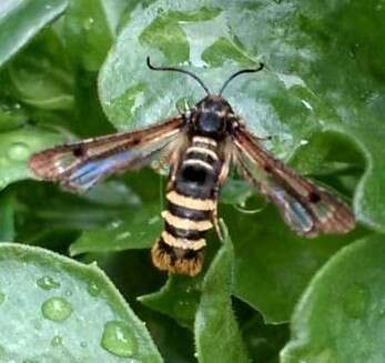 Image of Raspberry Clearwing