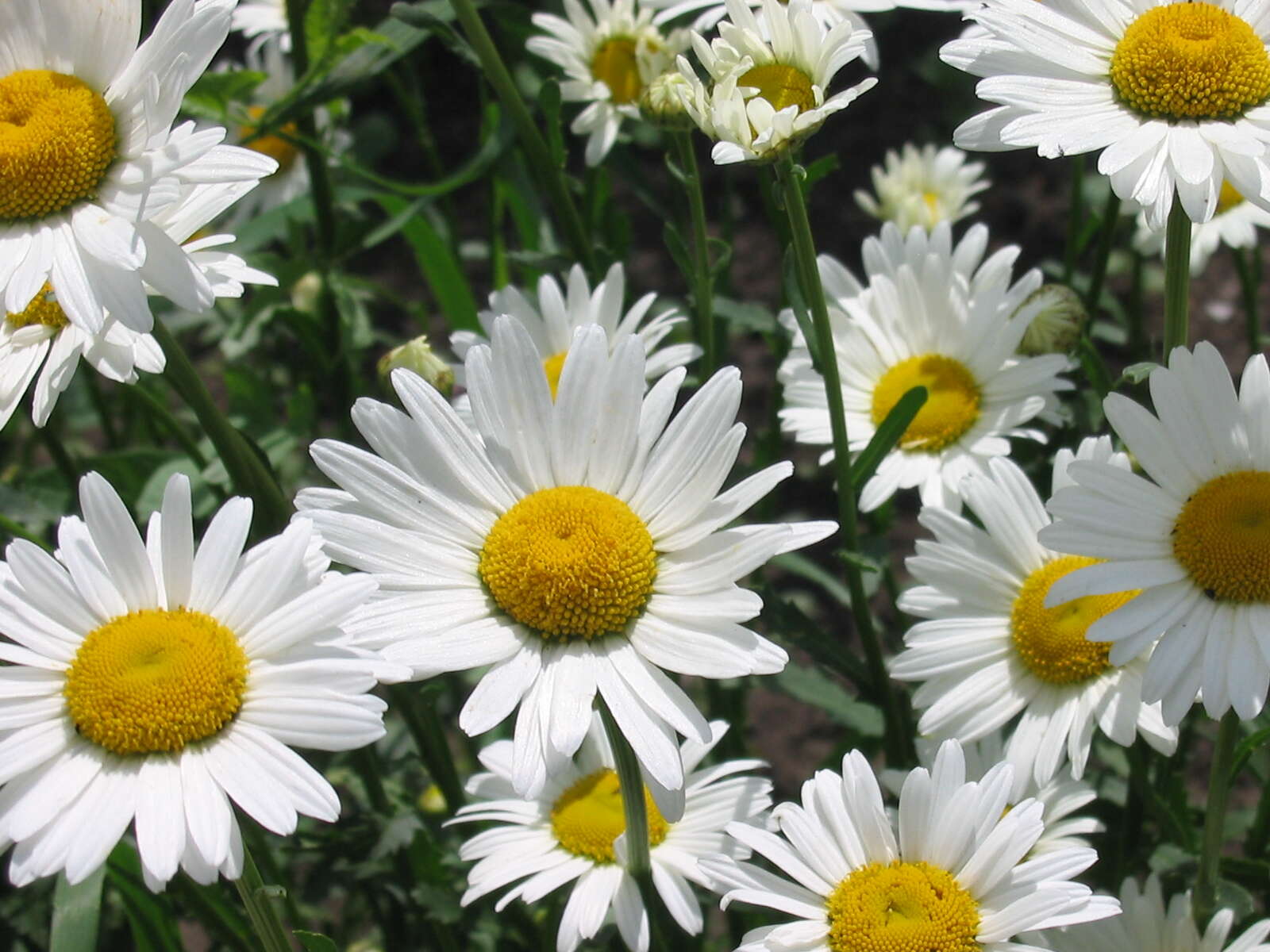 Image of Oxeye Daisy