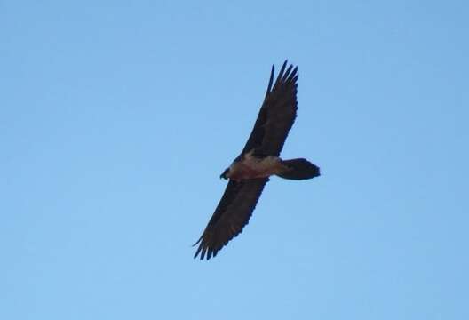 Image de Gypaetus barbatus meridionalis Keyserling, Blasius & JH 1840