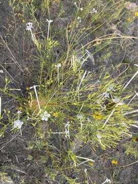 Image of flaxflowered ipomopsis