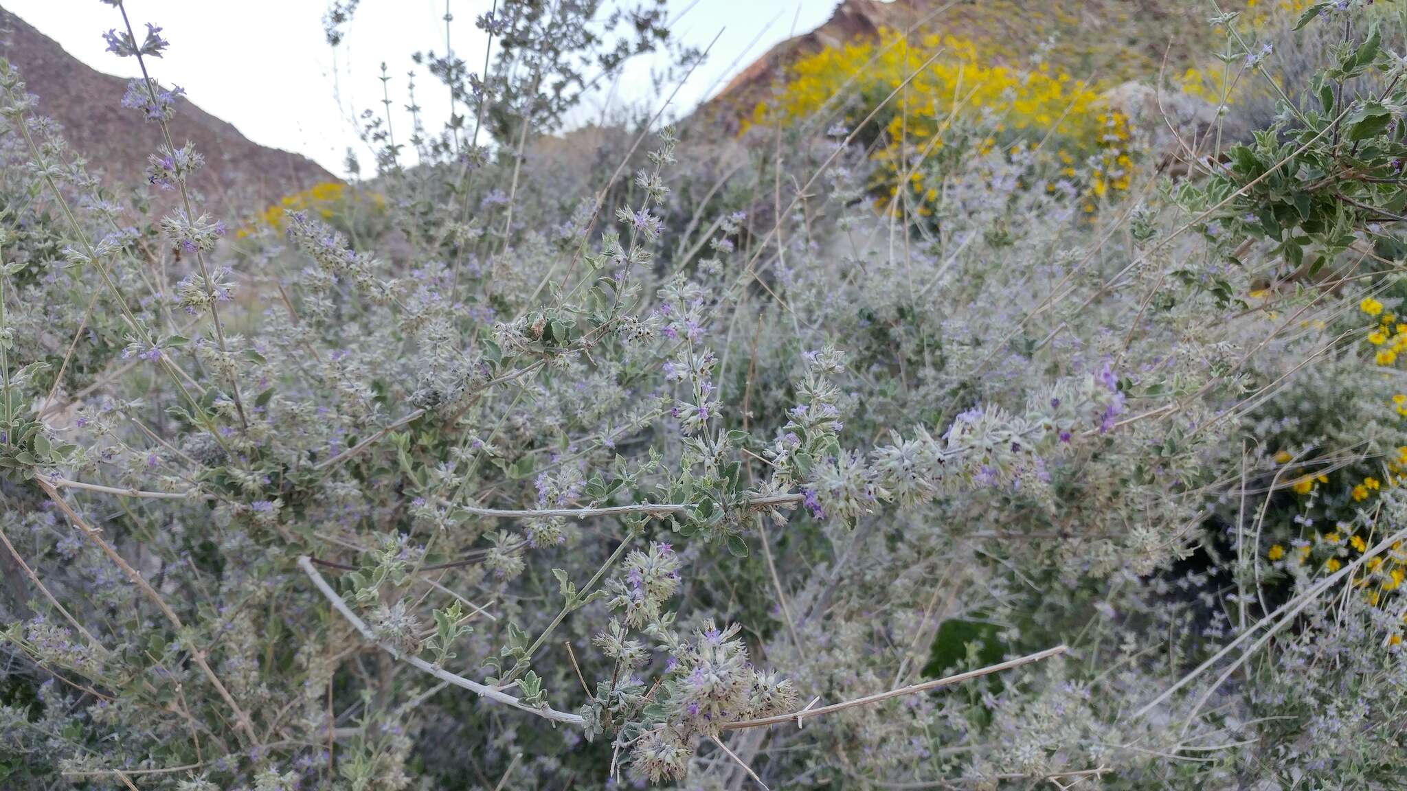 Image of desert lavender