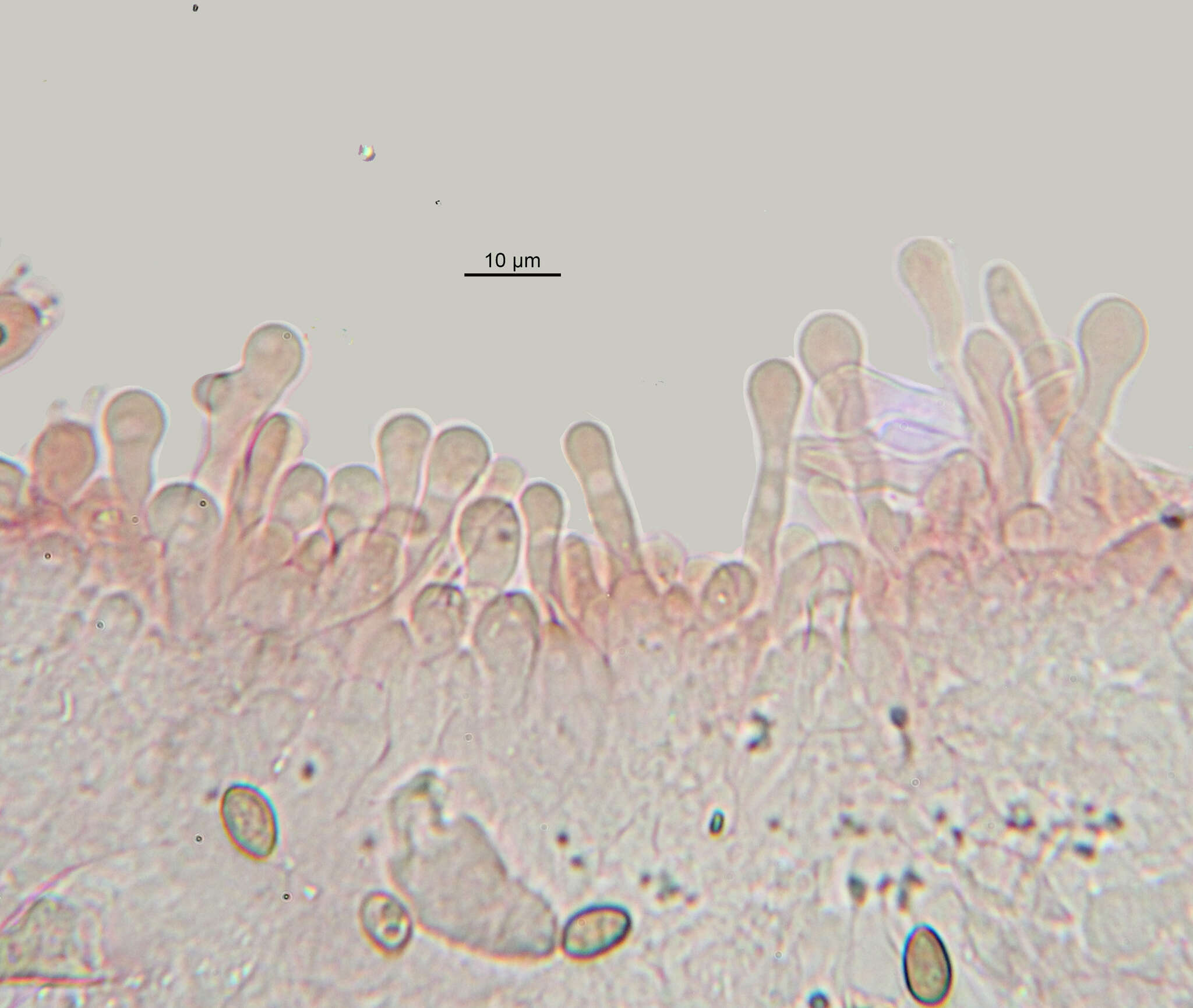 Image of Stropharia pseudocyanea (Desm.) Morgan 1908