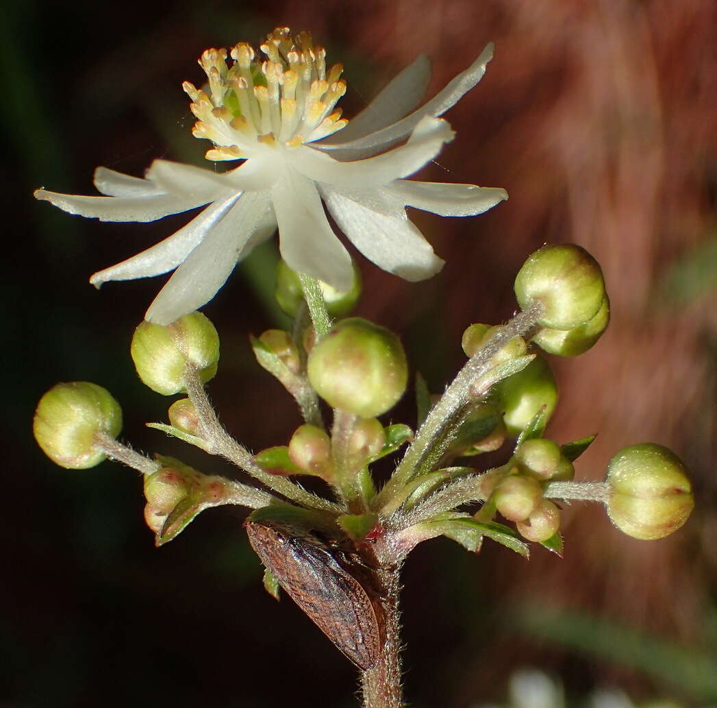 Image de Knowltonia cordata H. Rasmussen