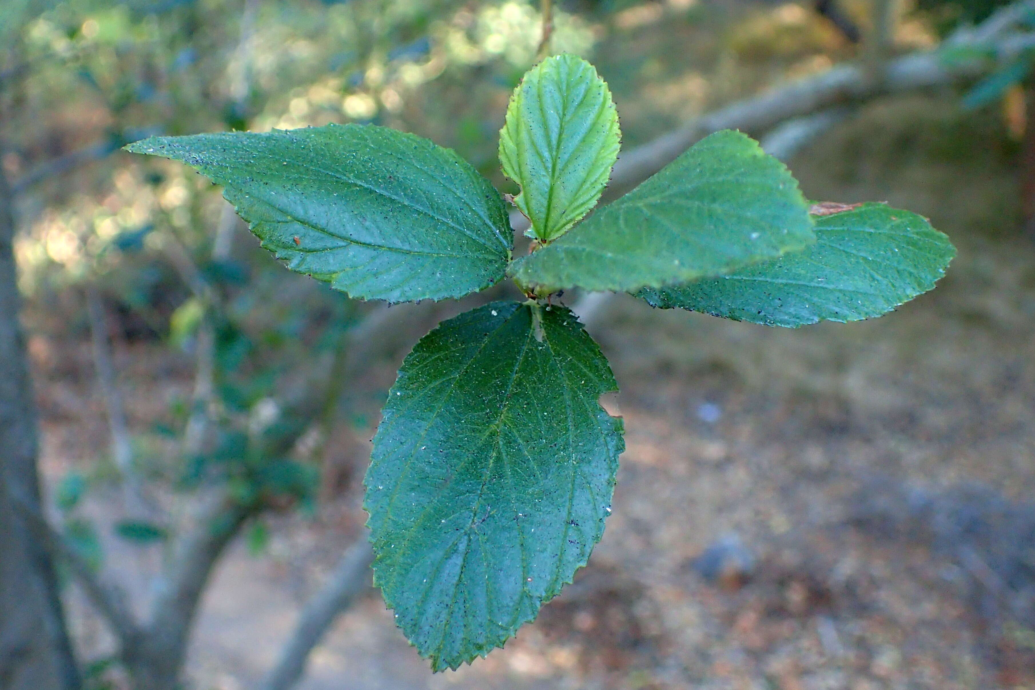 Image de Ceanothus arboreus Greene