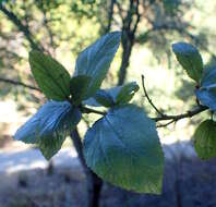 Image de Ceanothus arboreus Greene