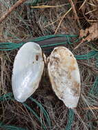 Image of Swollen River Mussel