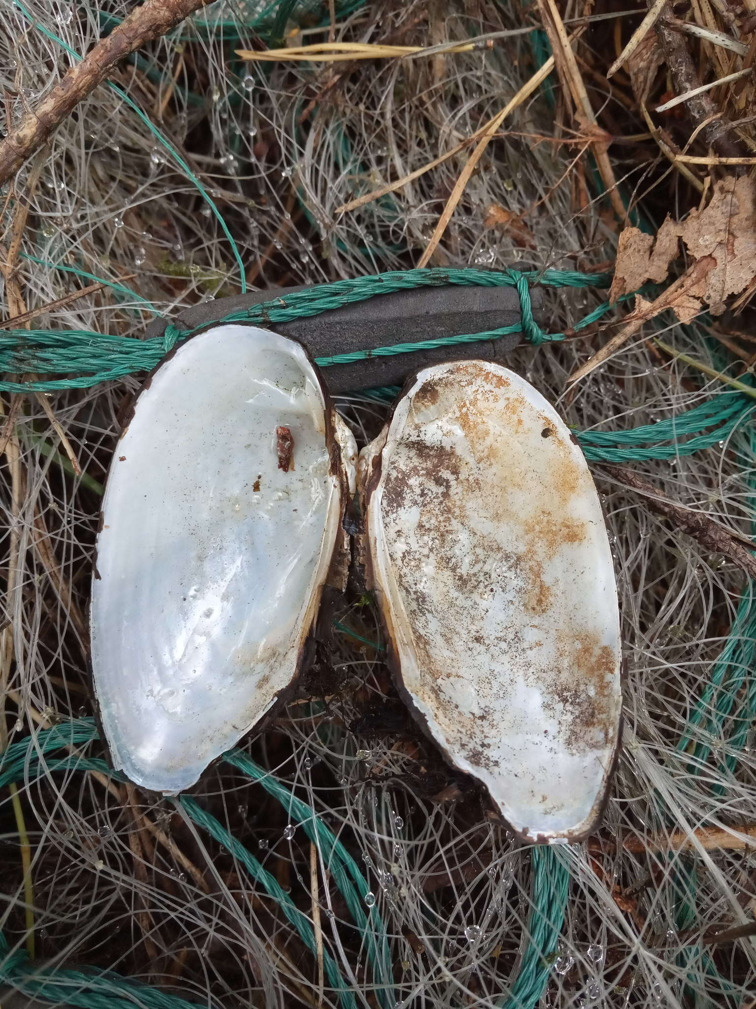 Image of Swollen River Mussel